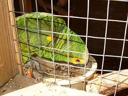 parrot everglades park florida