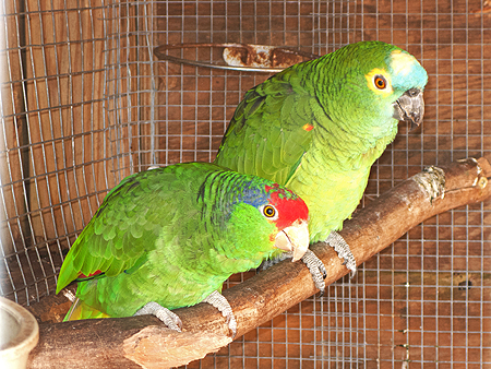 parrots sawgrass florida