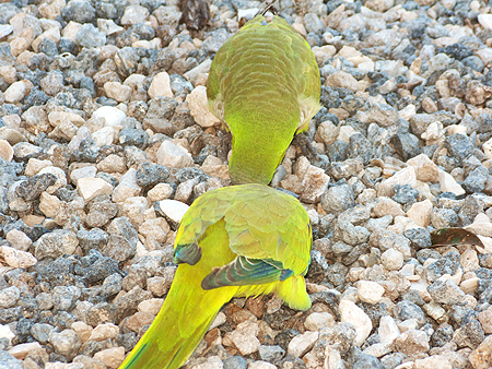 wold parrots sawgrass recreational park florida