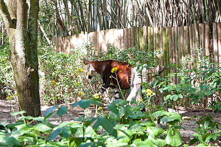 Disney Animal Kingdom Okapi