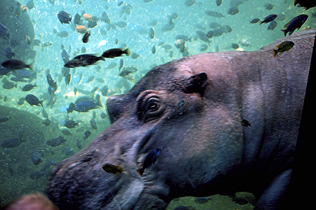 Disney Animal Kingdom Hippo
