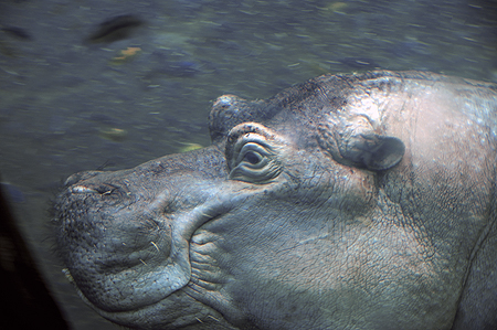 Animal Kingdom Hippo