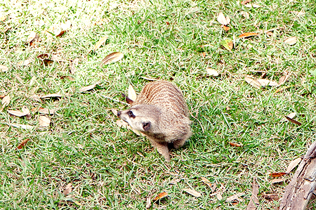 Animal Kingdom Meerkat