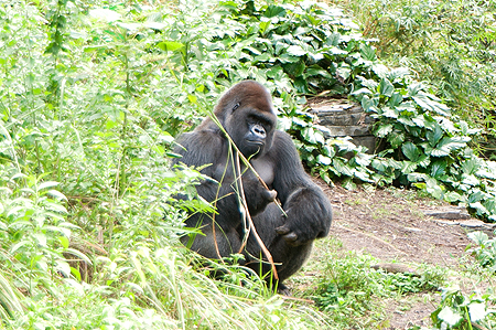 Animal Kingdom Gorillas