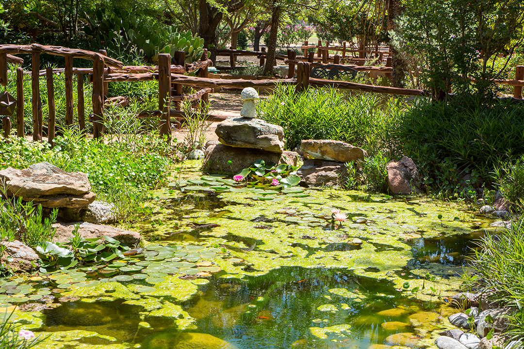 Water garden