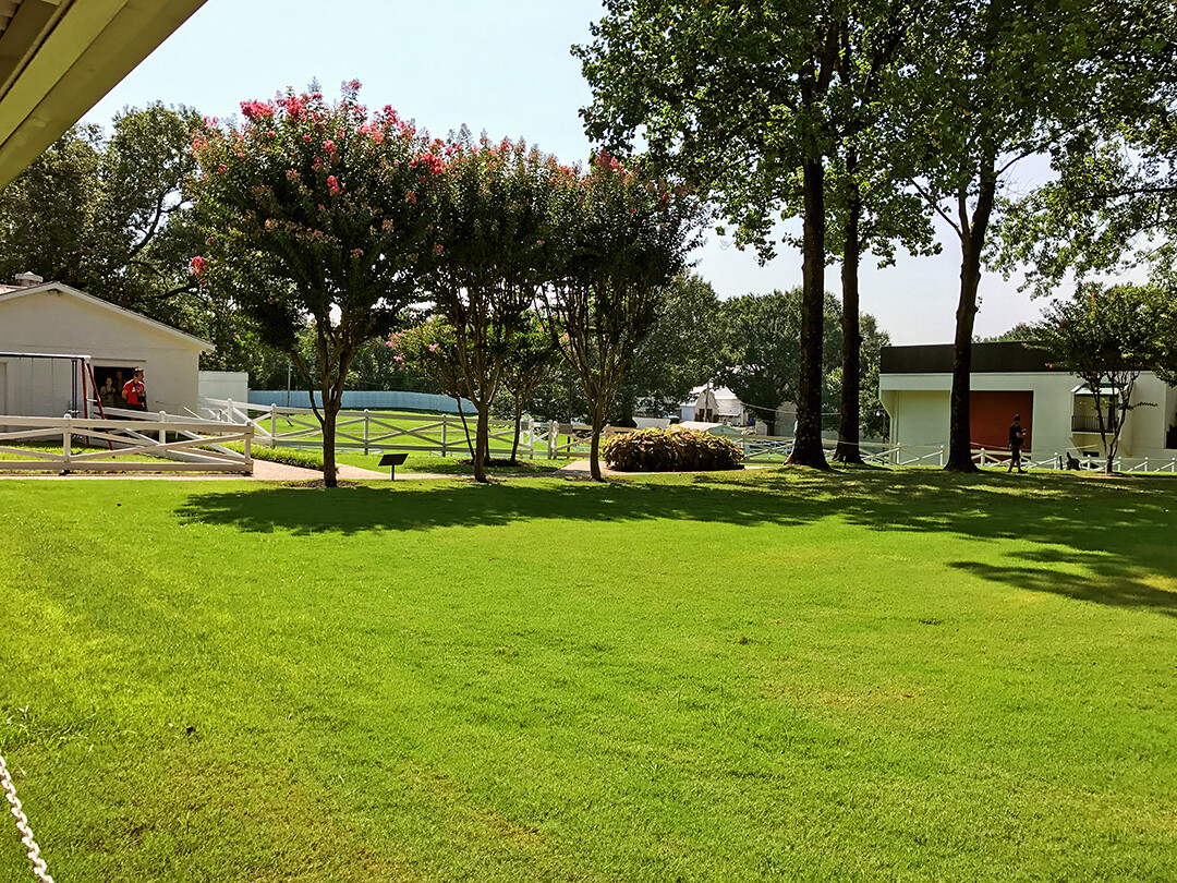 Back yard