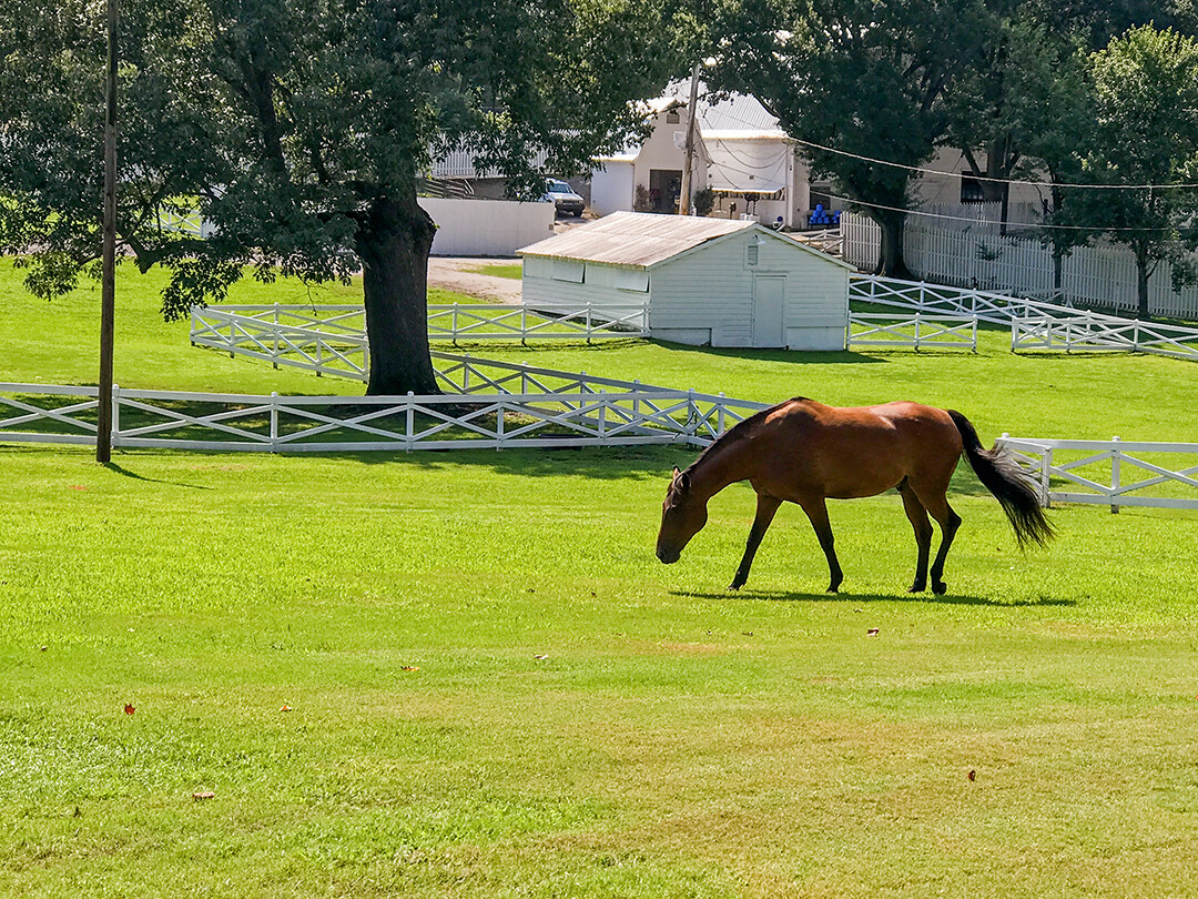 Graceland stables