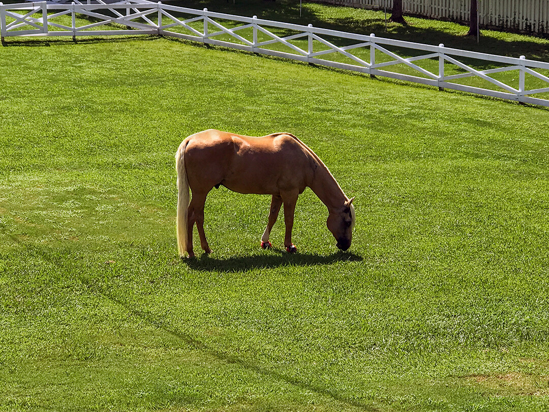 Blonde horse