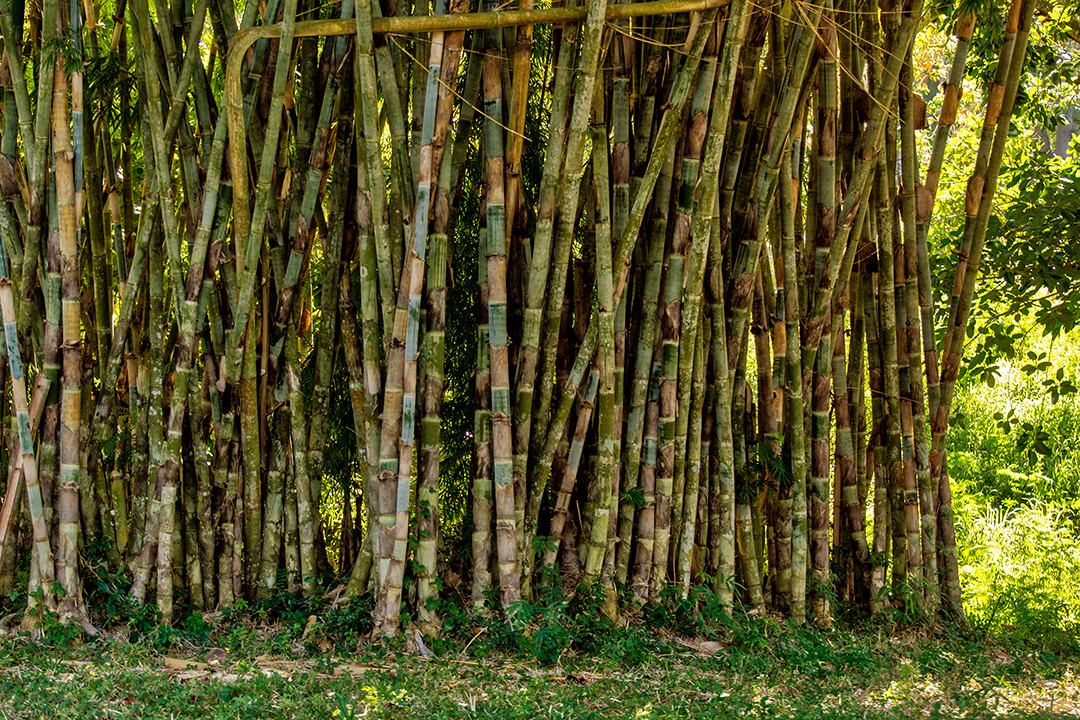 Bamboo