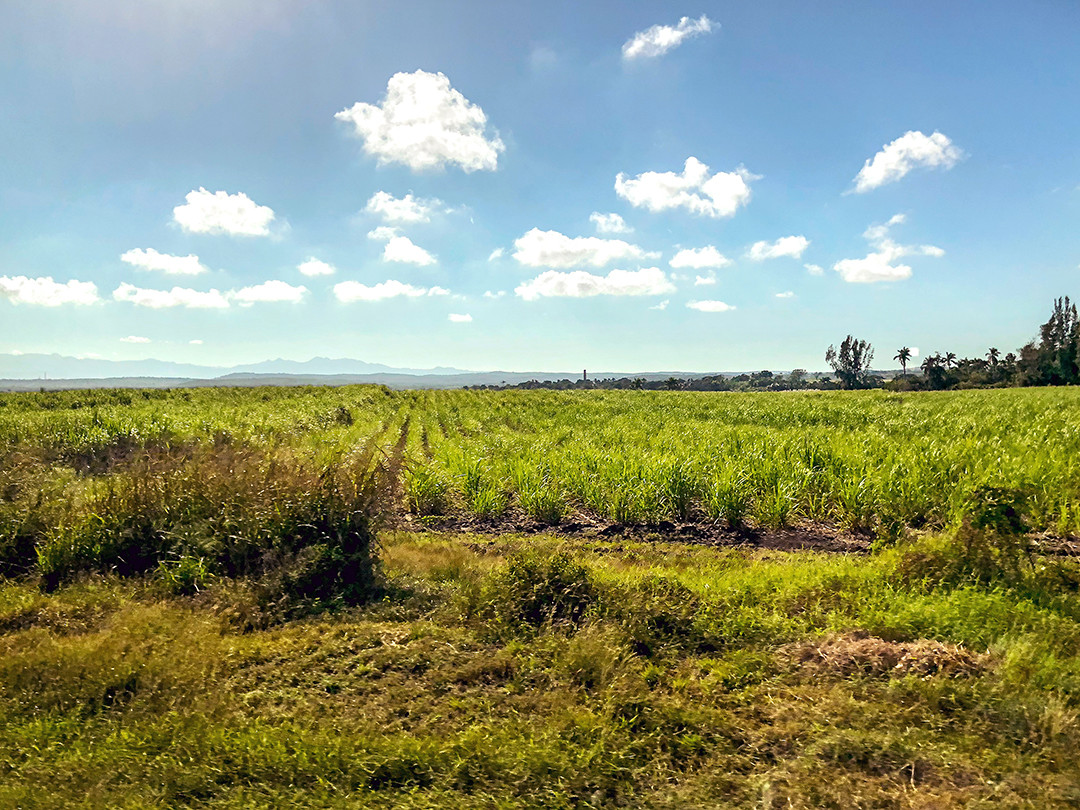 Sugar cane fields