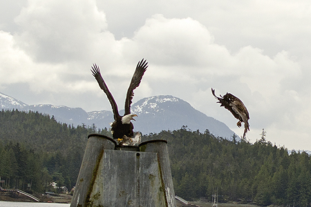 bald eagle fight