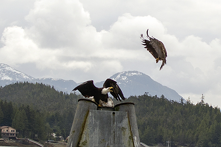 bald eagles alaska