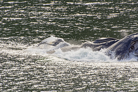 breach humbpack whales