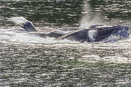 humapback whale circle feeding breach
