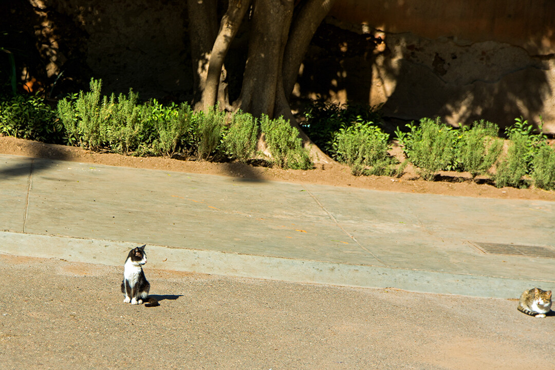 Moroccan cats!